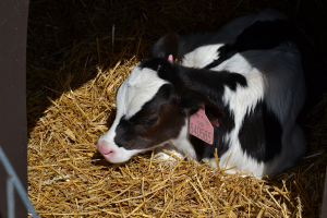 Živoči&scaron;n&aacute; v&yacute;roba