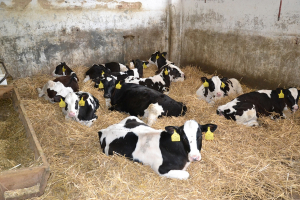 Živoči&scaron;n&aacute; v&yacute;roba