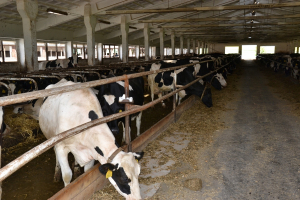 Živoči&scaron;n&aacute; v&yacute;roba