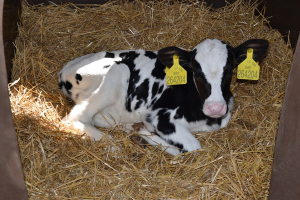 Živoči&scaron;n&aacute; v&yacute;roba