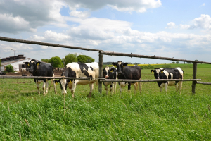 Živoči&scaron;n&aacute; v&yacute;roba