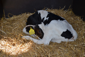 Živoči&scaron;n&aacute; v&yacute;roba