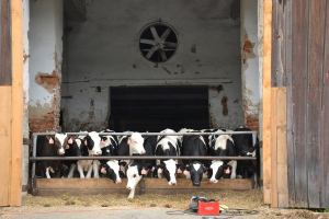 Živoči&scaron;n&aacute; v&yacute;roba