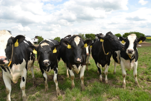 Živoči&scaron;n&aacute; v&yacute;roba