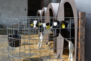 Živoči&scaron;n&aacute; v&yacute;roba