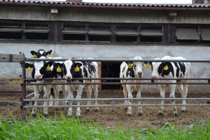 Živoči&scaron;n&aacute; v&yacute;roba