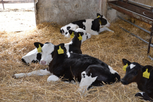 Živoči&scaron;n&aacute; v&yacute;roba