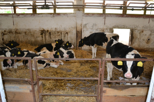 Živoči&scaron;n&aacute; v&yacute;roba