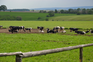 Živoči&scaron;n&aacute; v&yacute;roba