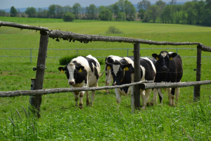 Živoči&scaron;n&aacute; v&yacute;roba