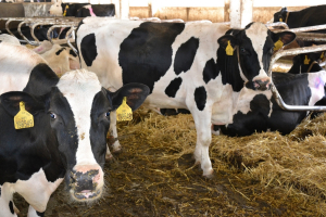 Živoči&scaron;n&aacute; v&yacute;roba