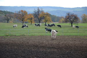 Živoči&scaron;n&aacute; v&yacute;roba