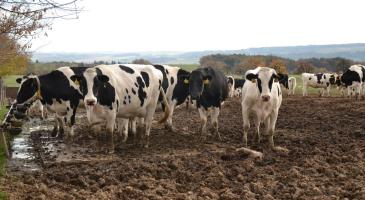 Živoči&scaron;n&aacute; v&yacute;roba