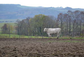 Živoči&scaron;n&aacute; v&yacute;roba
